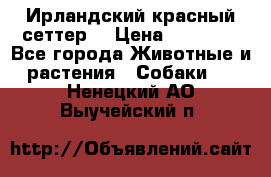 Ирландский красный сеттер. › Цена ­ 30 000 - Все города Животные и растения » Собаки   . Ненецкий АО,Выучейский п.